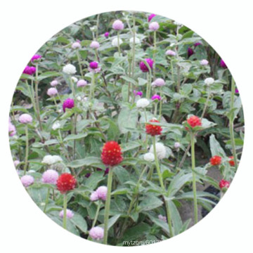 Top quality summer flower dwarf mix Gomphrena globosa amaranth seed for sale